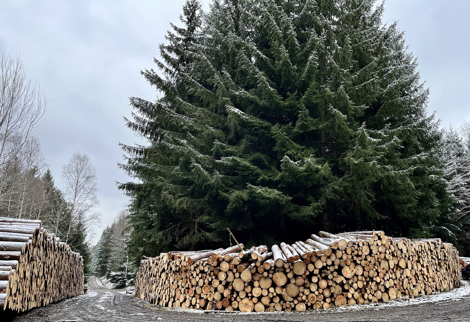 Fichtenholzpolter vor allem aus Schadholz, d. h. vom Borkenkäfer befallenes Holz