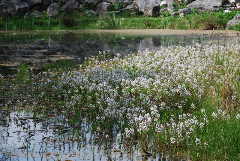 Großer Teich im Botanischen Garten