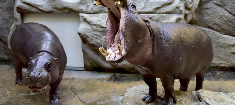 Zwergflusspferde im Tierpark