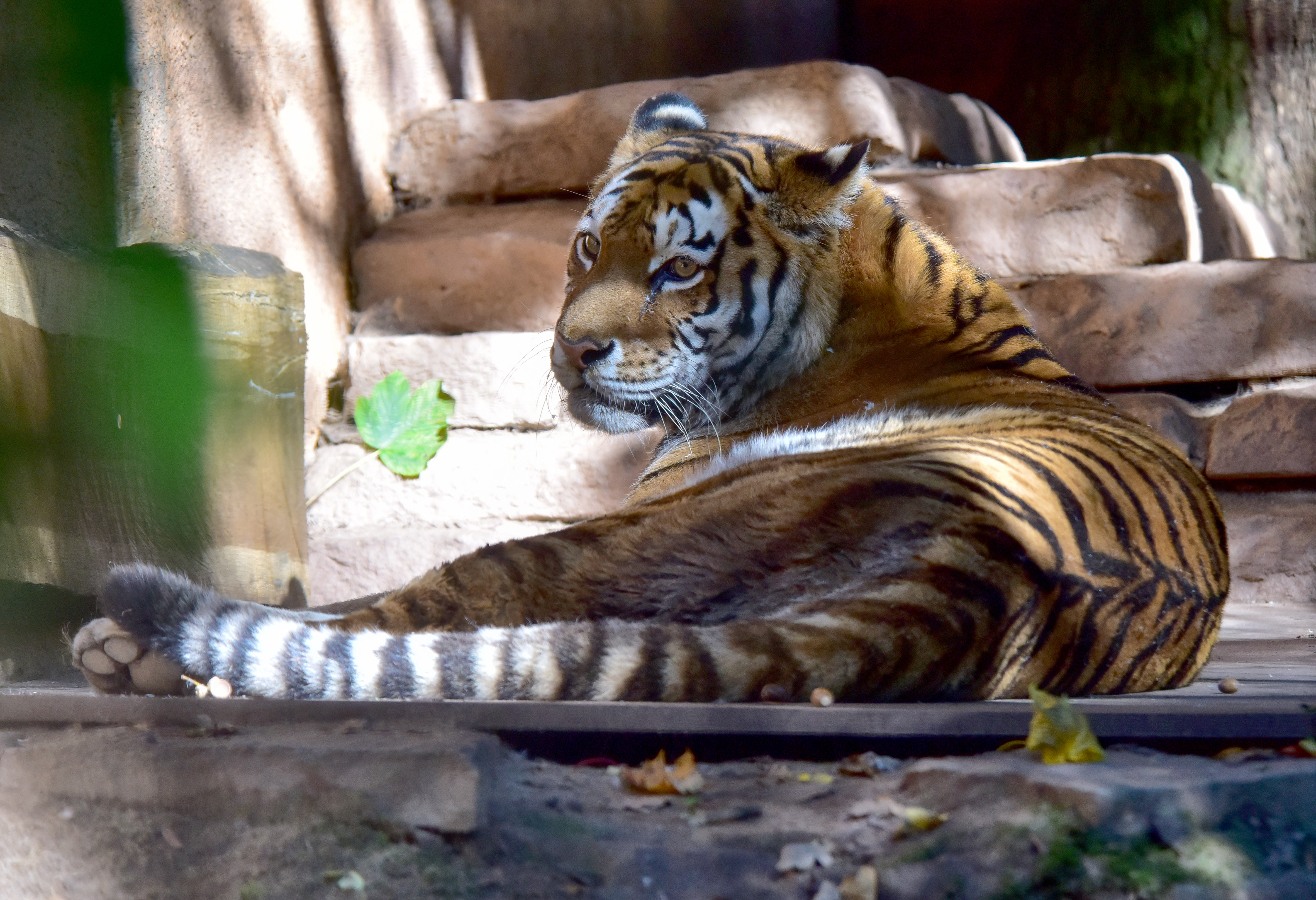 Sibirischer Tiger im Tierpark