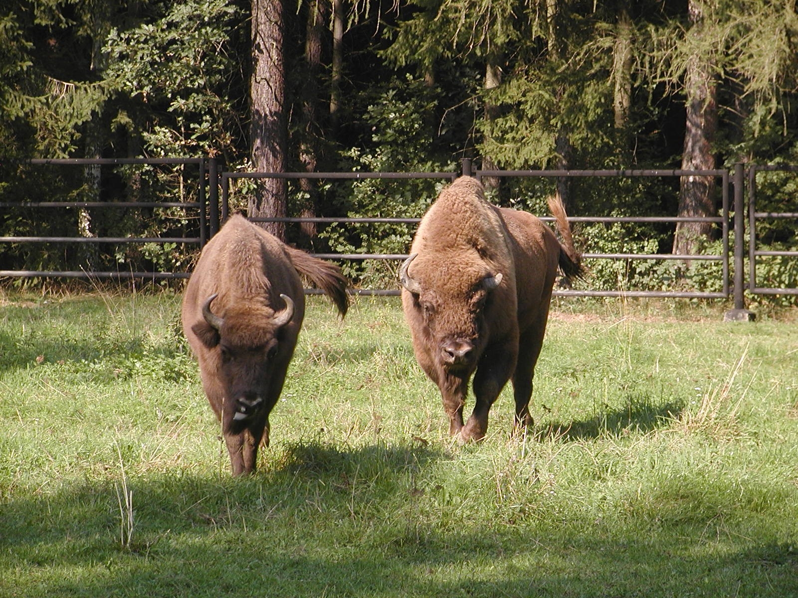 Wisente im Wildgatter