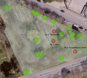 Baumersatzpflanzungen Baumersatzpflanzungen Gabelsbergerstraße - Stand: November 2023