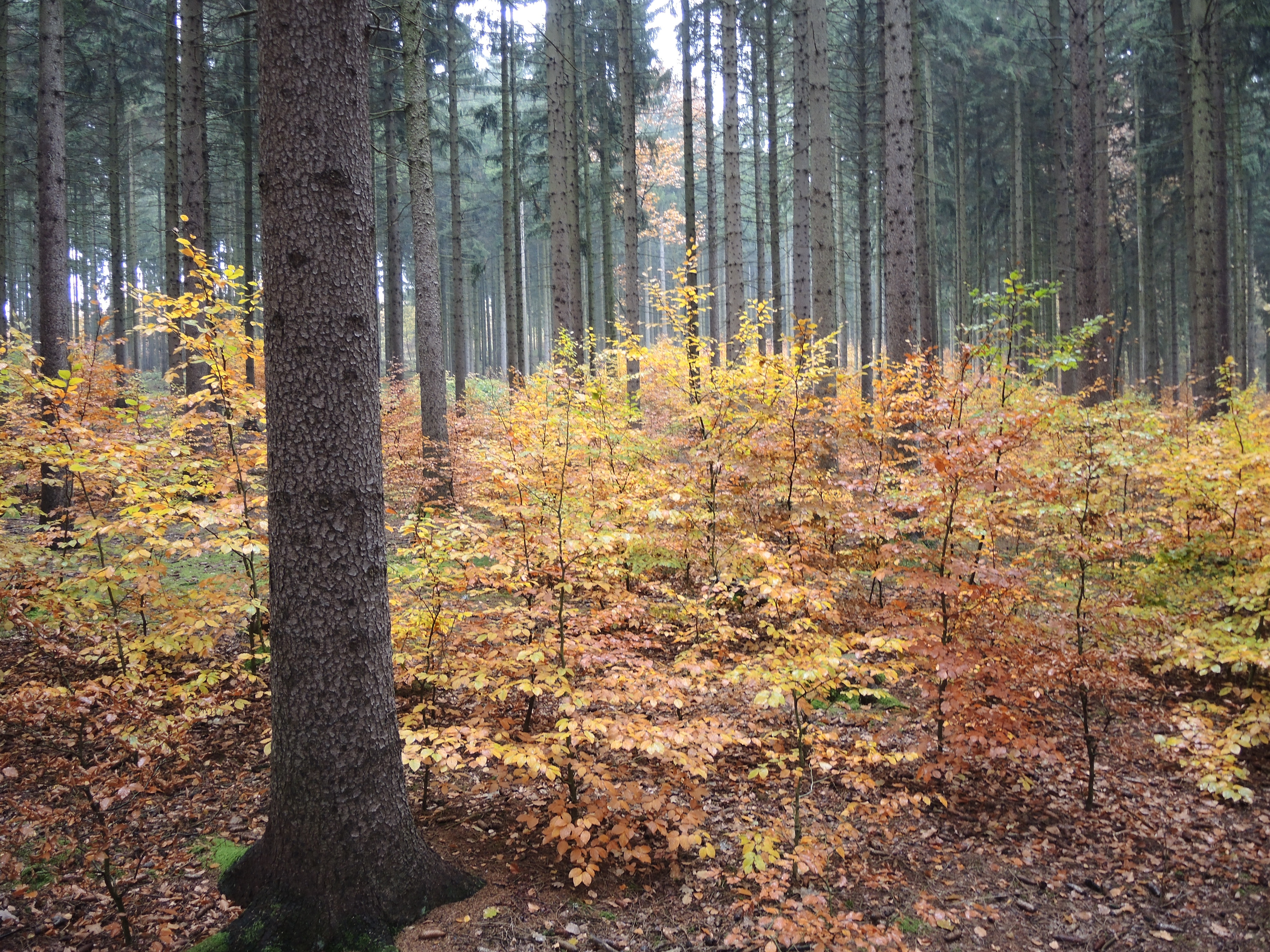 Gelungener Voranbau mit Rot-Buche in einem Fichtenbestand der Alten Harth