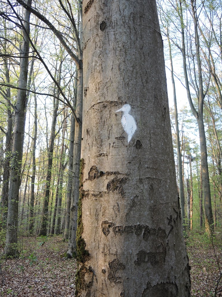 "Weißspechte" im Eberdorfer Wald