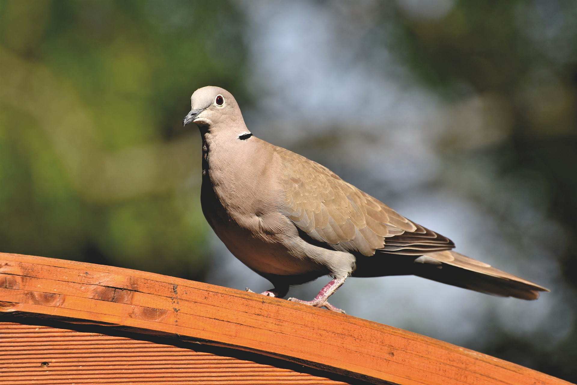 Taube (Symbolfoto)