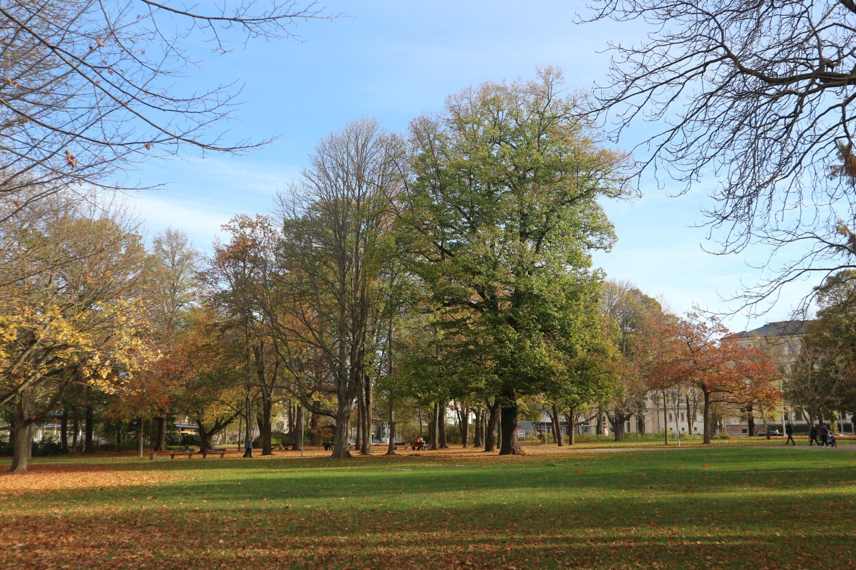 Schillerplatz mit attraktivem Altbaumbestand im Herbst 2022.