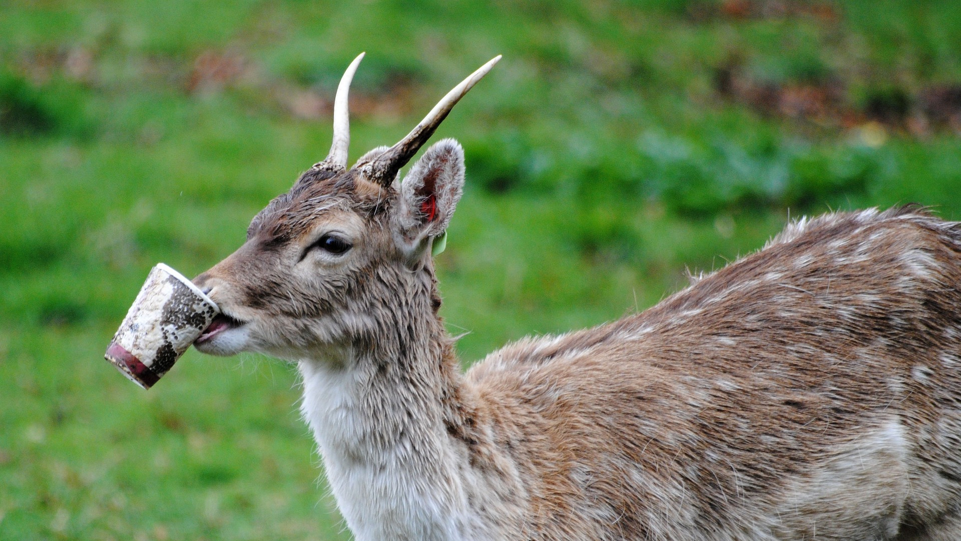 Hirsch mit Caffébecher