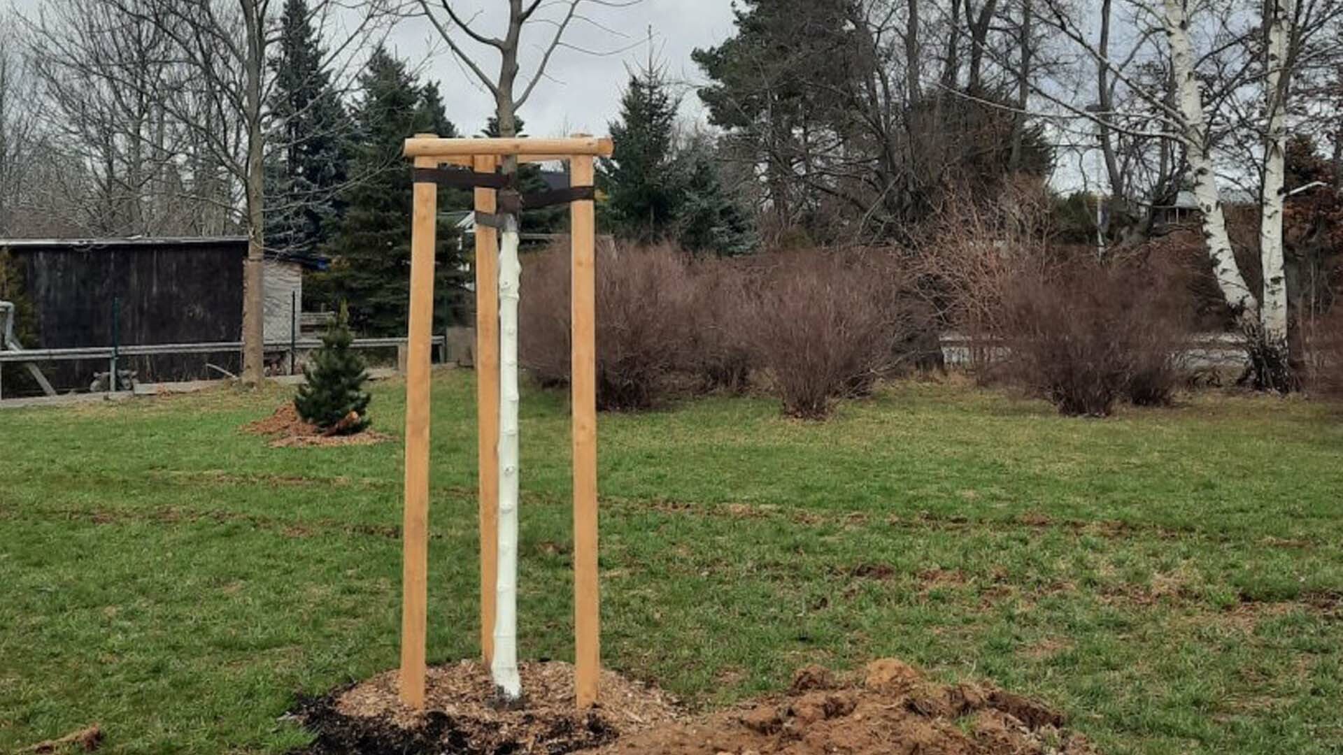 Entlang der Eislebener Straße wurden mehrere Bäume gepflanzt.